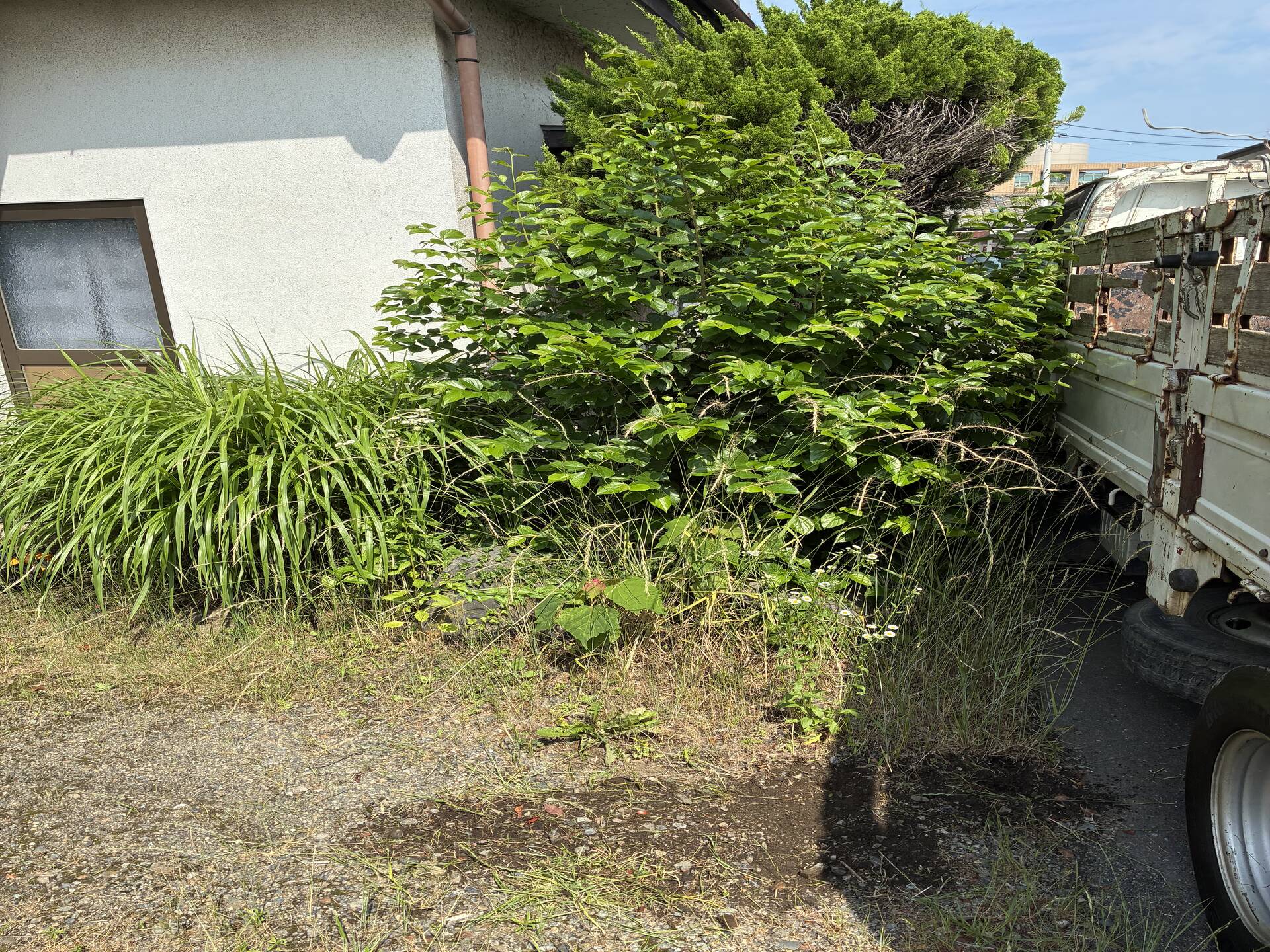 草むしりお任せ下さい❗️綺麗に仕上げます。