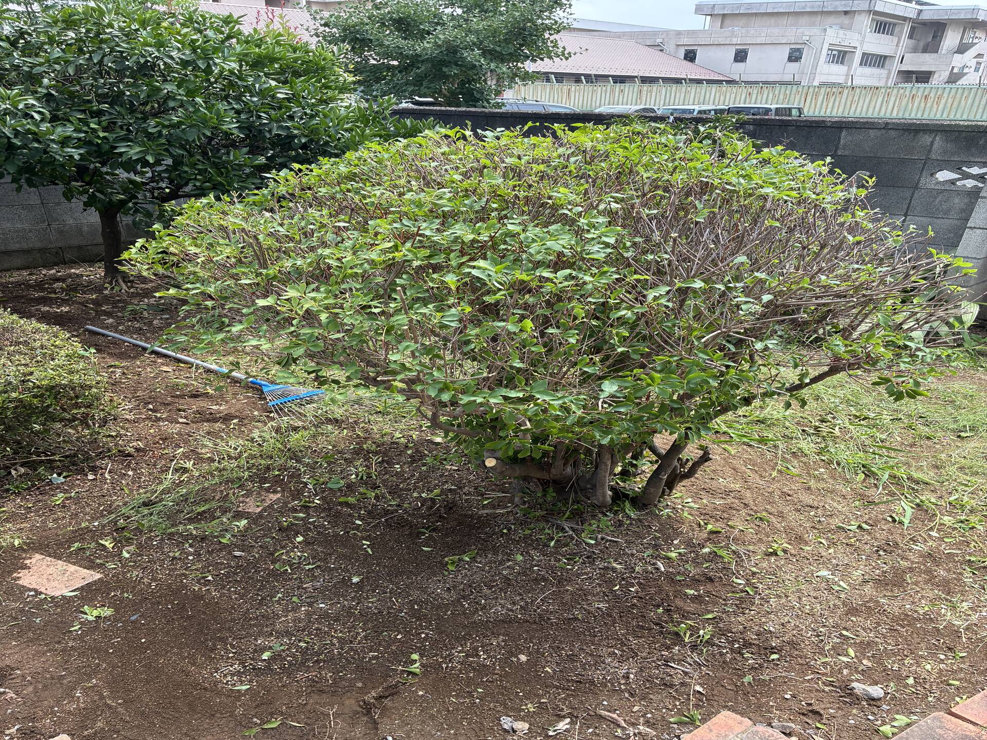 プチ剪定❗️片付け❗️大変喜ん貰い感謝されました❗️