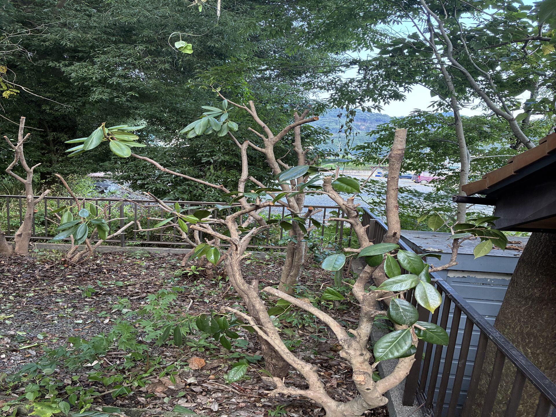 厚苦しい植木さっぱり剪定
