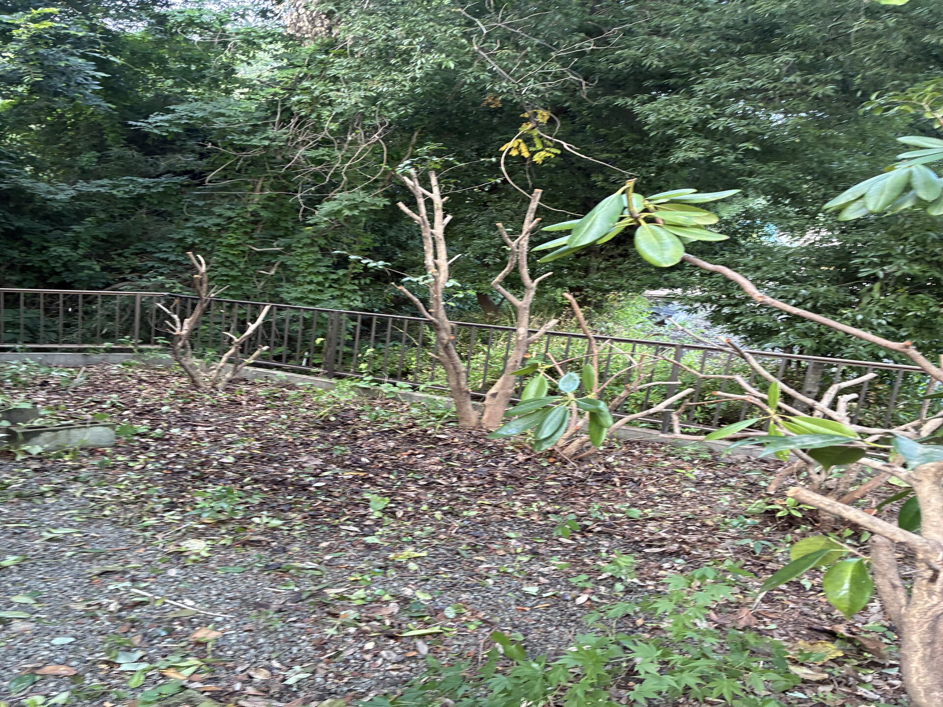 厚苦しい植木さっぱり剪定